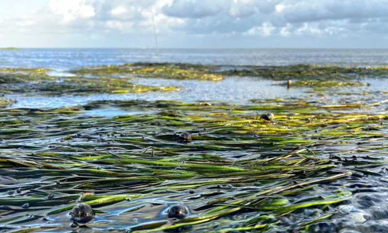 Zeegras in de Waddenzee